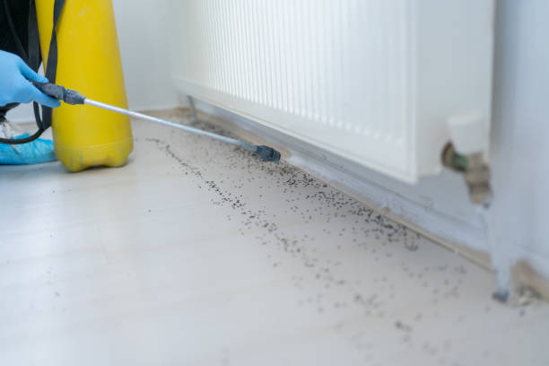 Best Flea Control Services  in Lewistown, PA